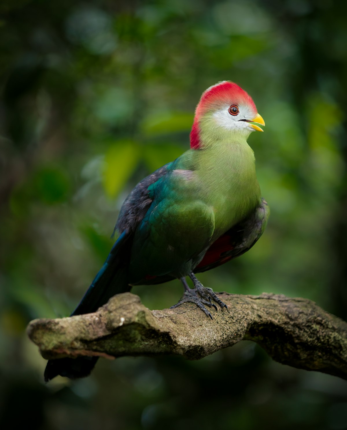 A lovebird during a boarding stay in Markham