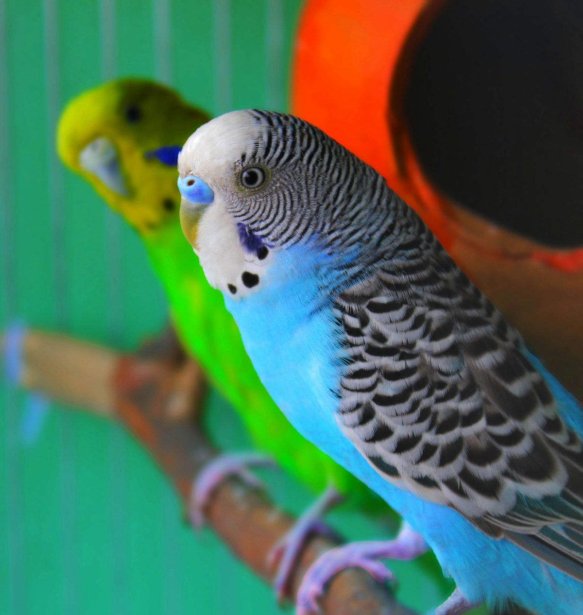 A macaw during an extended boarding stay in Markham