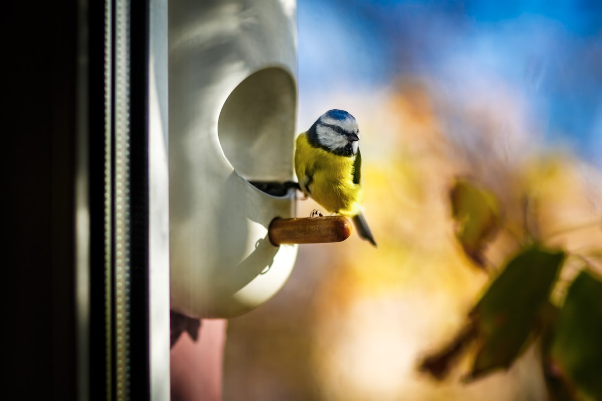 Foraging and Enrichment Ideas to Keep Your Bird Busy