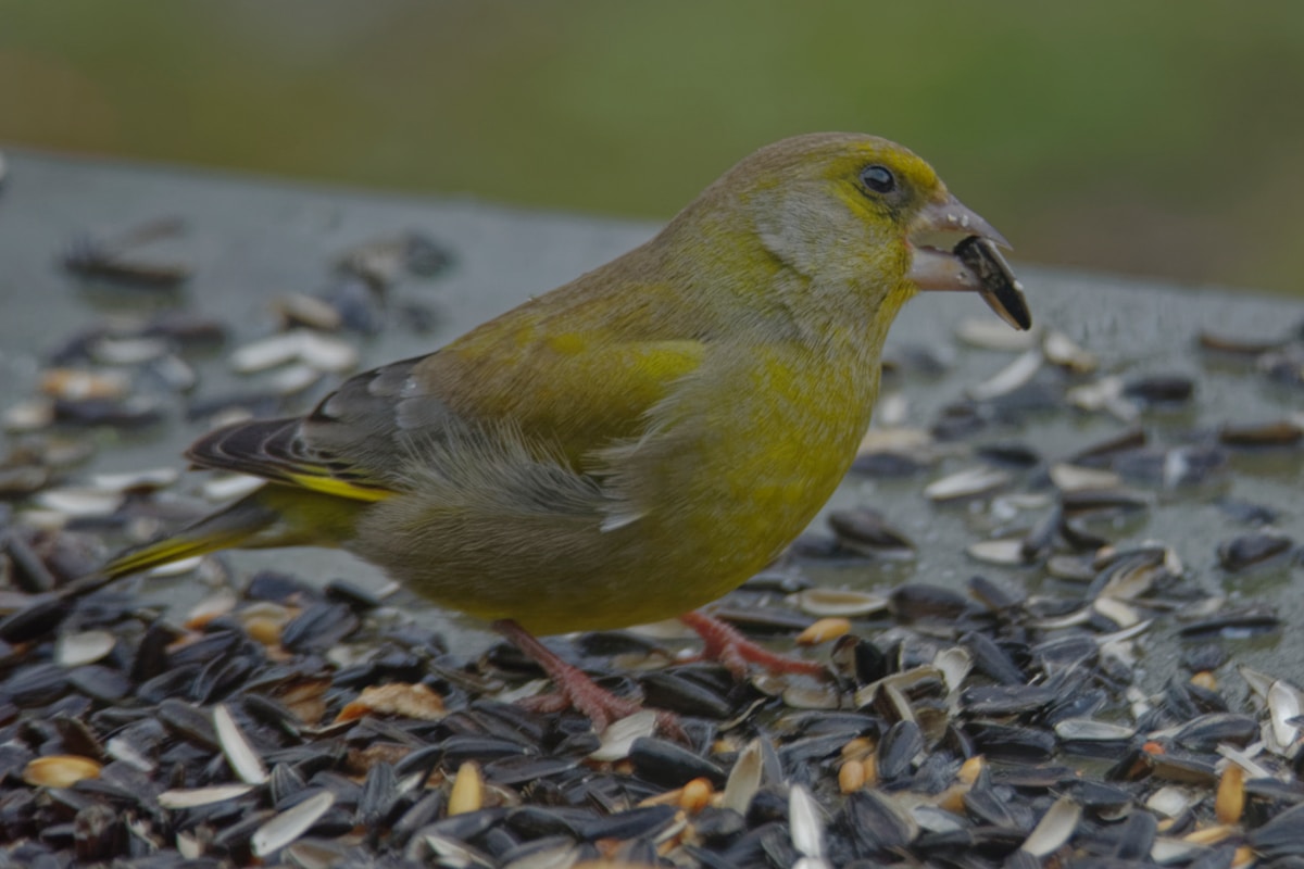 Molting and Feather Care: Helping Your Bird Through the Change